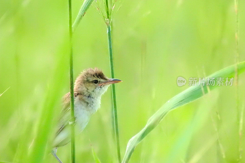 VH510 a reed warbler(鸟)